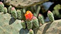 Beautiful closeup flower of plant Opuntia tomentosa also known as velvet opuntial, tree pear, woollyjoint pricklypear
