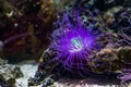 Beautiful closeup of a flower tube sea anemone shining purple light, tropical animal specie from the indo-pacific ocean