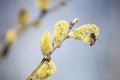 Beautiful closeup of flowering willow with bee on sunny day