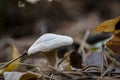 Beautiful Closeup of forest autumn white mushroom in macro. Royalty Free Stock Photo