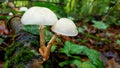 Beautiful closeup of forest mushrooms, autumn season. Little fresh white mushrooms.