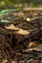 Beautiful closeup of forest mushrooms