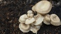 Beautiful closeup of forest mushrooms