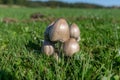 Beautiful closeup of forest mushrooms in grass, autumn season. little fresh mushrooms, growing in Autumn Forest. mushrooms and Royalty Free Stock Photo