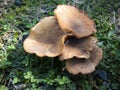 Beautiful closeup of forest mushrooms. Lactarius deterrimus Royalty Free Stock Photo