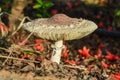 Beautiful closeup of forest mushrooms. top view of mushroom,Gathering mushrooms Royalty Free Stock Photo