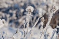 Beautiful closeup with frost crystals on plants in the winter morning Royalty Free Stock Photo