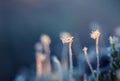 A beautiful closeup of a frosty moss in morning wetlands. Swamp flora with ice crystals.