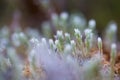 A beautiful closeup of a frosty moss in morning wetlands. Swamp flora with ice crystals.