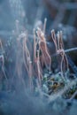 A beautiful closeup of a frosty moss in morning wetlands. Swamp flora with ice crystals.