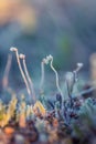 A beautiful closeup of a frosty moss in morning wetlands. Swamp flora with ice crystals. Royalty Free Stock Photo