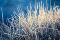 A beautiful closeup of a frozem sedge grass in wetlands. Icy grass in the morning light in fall.