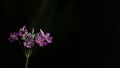 Beautiful closeup geraniaceae, purple flower in dark