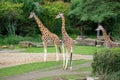 Beautiful closeup of giraffes on the walkway in the zoo