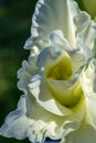 Beautiful closeup of gladiolus in the garden. Light background. Summer, spring background. Nature background. White