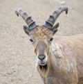 Beautiful closeup of a goat.