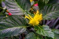 Beautiful closeup of a golden plume flower, popular exotic ornamental plant specie from Brazil