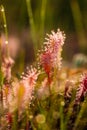 A beautiful closeup of a great sundew leaves in a morning light. Carnivorous plant in marsh. Royalty Free Stock Photo