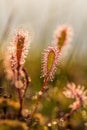 A beautiful closeup of a great sundew leaves in a morning light. Carnivorous plant in marsh. Royalty Free Stock Photo