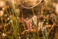 A beautiful closeup of a great sundew leaves in a morning light. Carnivorous plant in marsh. Royalty Free Stock Photo