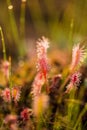 A beautiful closeup of a great sundew leaves in a morning light. Carnivorous plant in marsh. Royalty Free Stock Photo