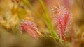 A beautiful closeup of a great sundew leaves in a morning light. Carnivorous plant in marsh. Royalty Free Stock Photo