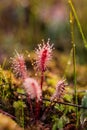 A beautiful closeup of a great sundew leaves in a morning light. Carnivorous plant in marsh. Royalty Free Stock Photo