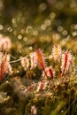 A beautiful closeup of a great sundew leaves in a morning light. Carnivorous plant in marsh. Royalty Free Stock Photo