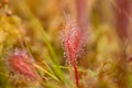 A beautiful closeup of a great sundew leaves in a morning light. Carnivorous plant in marsh. Royalty Free Stock Photo