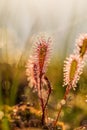 A beautiful closeup of a great sundew leaves in a morning light. Carnivorous plant in marsh. Royalty Free Stock Photo