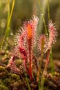 A beautiful closeup of a great sundew leaves in a morning light. Carnivorous plant in marsh. Royalty Free Stock Photo