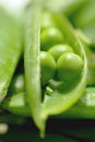 Beautiful closeup of green fresh peas and pea pods. Healthy food. Macro shooting Royalty Free Stock Photo