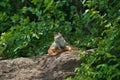 Beautiful closeup of a green male Iguana on a rocky cliff in a jungle Royalty Free Stock Photo