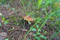 Beautiful closeup of a group of mushroom