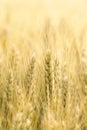 Beautiful closeup of growing wheat cereals crop. Vertical and copy space. Agriculture, food industry concept background or