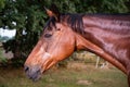 Beautiful closeup of a horse face in the field Royalty Free Stock Photo