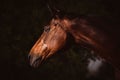 Beautiful closeup of a horse face in the field Royalty Free Stock Photo