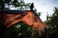 Beautiful closeup of a horse face in the field Royalty Free Stock Photo