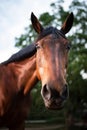 Beautiful closeup of a horse face in the field Royalty Free Stock Photo