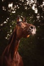 Beautiful closeup of a horse face in the field Royalty Free Stock Photo