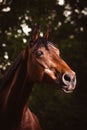 Beautiful closeup of a horse face in the field Royalty Free Stock Photo