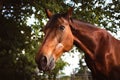 Beautiful closeup of a horse face in the field Royalty Free Stock Photo