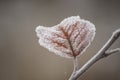 Beautiful closeup of ice crystals on autumn leaf