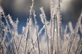 Beautiful closeup of ice crystals on grass