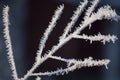 Beautiful closeup of ice crystals on tree branches Royalty Free Stock Photo