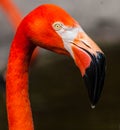 A beautiful closeup image of a Flamingo