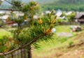 Beautiful closeup image of a pine branch with a well blurred background