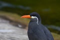 Beautiful closeup of an Inca tern Royalty Free Stock Photo