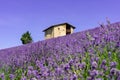 Beautiful closeup lavender field landscape in summer