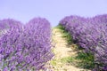 Beautiful closeup lavender field summer landscape